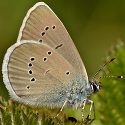 Cyaniris semiargus